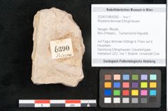 Foto (Objekt + Etikett) von Rhytisma feroniae Ettingshausen (NHMW-GEO-2024-0188-6390)